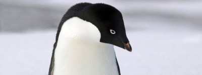 Google Penguin Updated. What is it & how do I protect from it?